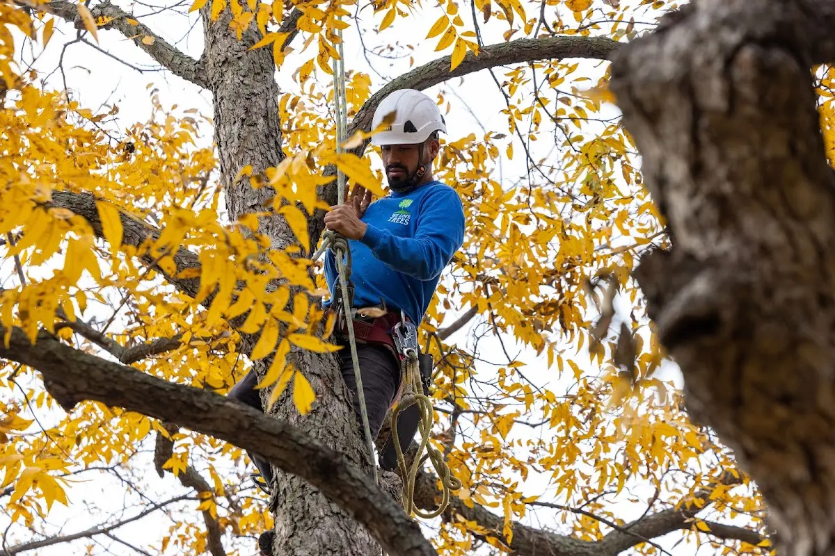 Skilled Emergency Tree Service crew working in Marysville